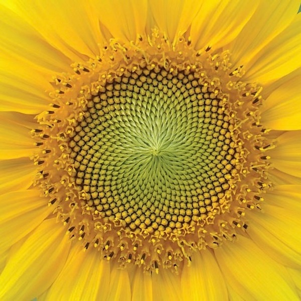 Sunflower Chiropractic Studio
